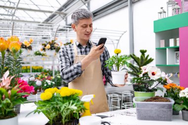 Kareli tişörtlü ve önlüklü bir adam telefonunu serada bir marigold bitkisinin fotoğrafını çekmek için kullanıyor..