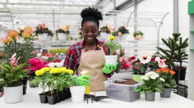 Eldiven giyen gülümseyen Afrikalı bir Amerikalı kadın parlak bir seranın içine saksı bitkileri koydu..