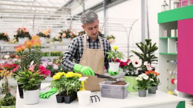 Bir serada bitki yetiştiren olgun bir adam. Çiçek saklarken önlük ve eldiven takıyor..