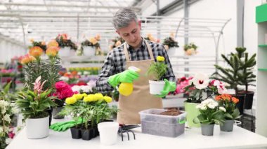 Önlüklü bir adam çiçeklerle çevrili bir serada saksı bitkisine sarı bir sprey sıkar..