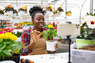 Siyahi bir kadın, bir seradaki akıllı telefondan izleyicilerine kadife çiçeği gösterirken gülümsüyor..