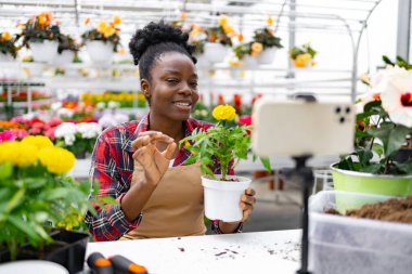 Seradaki Afro-Amerikalı bir kadın bir video görüşmesi sırasında bitki bakımını gösteriyor, kadife çiçeği sergiliyor..