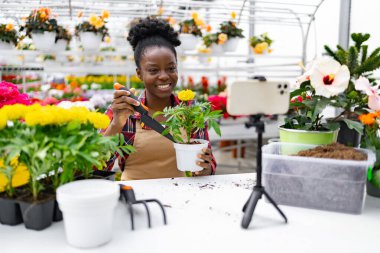 Afrikalı bir Amerikalı kadın bir serada video çekerken kadife çiçeğini nasıl yeniden dikeceğini gösteriyor..