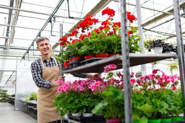 Bir sera işçisi bir rafta canlı kırmızı ve pembe sardunyalarla ilgilenirken gülümsüyor. Kafkasyalı bir adam çiçek saksılarıyla el arabası itiyor..
