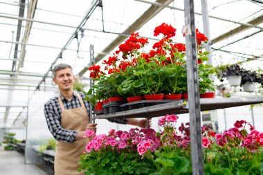 Renkli sardunyalarla çevrili bir serada gülümseyen bir bahçıvan gelişen bitki yaşamını sergiliyor. Kafkasyalı bir adam çiçek saksılarıyla el arabası itiyor..