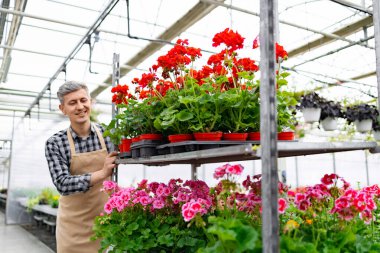 Önlüklü, gülümseyen bir adam, bir serada bitkilerini yetiştiren kırmızı ve pembe çiçeklere eğilimlidir. Beyaz işçi çiçek saksılarıyla el arabası itiyor..