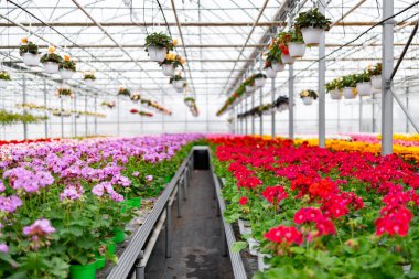 Parlak bir seranın içinde, canlı çiçek sıraları düzenlenir, renkli bir doğa gösterisi yaratır..