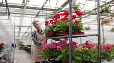 Bir sera işçisi bir rafta canlı kırmızı ve pembe sardunyalarla ilgilenirken gülümsüyor. Kafkasyalı bir adam çiçek saksılarıyla el arabası itiyor..