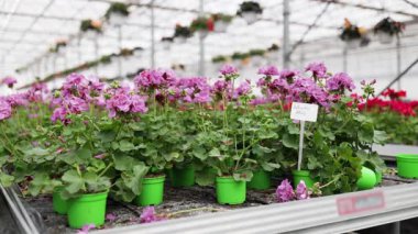 Yeşil tencereler ve parlak, havadar bir atmosferle serada açan pembe sardunyaların canlı bir gösterisi..