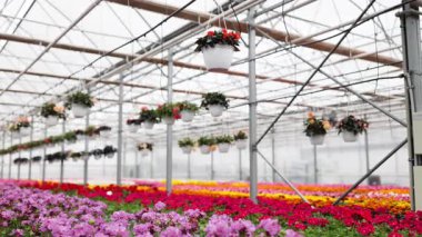 Canlı bir serada renkli bir çiçek dizisi sergilenir, sepetler resim sahnesine eklenir..