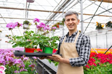 Ekose gömlekli ve önlüklü gülümseyen bir adam çiçeklerle dolu bir serada çiçek açan bir tepsi sardunya tutar..