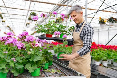 Gülümseyen bir bahçıvan parlak, havadar bir serada çiçek açma eğilimindedir, canlı mor ve pembe sardunyalara odaklanır..