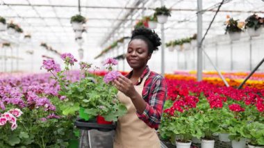 Önlüklü gülümseyen siyah bir kadın çiçeklerle dolu bir serada saksı bitkileri taşıyor..