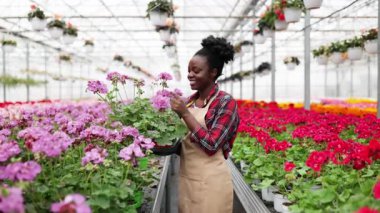 Güneşli bir serada sardunya saksısı tutan gülümseyen bir Afro-Amerikalı kadın..