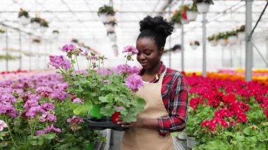 Bir serada gülümseyen siyah bir kadın, elinde saksı çiçekleri, farklı renklerde canlı çiçeklerle çevrili..