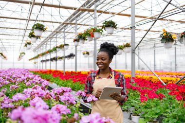 Afro-Amerikalı bir kadın bir serada çiçek açan çiçekleri, bitki sağlığı ve büyümesini izlemek için bir tablet kullanarak inceliyor..