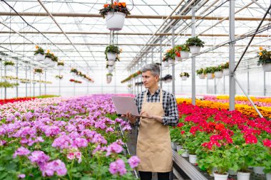 Bir serada bahçıvan, canlı çiçekleri ve saksıları ve sepetleri idare etmek için dizüstü bilgisayar kullanıyor..