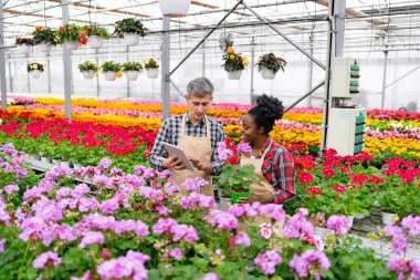 Çeşitli bahçıvanlar renkli çiçeklerle dolu canlı bir seranın ortasındaki tabletteki verileri incelerler..