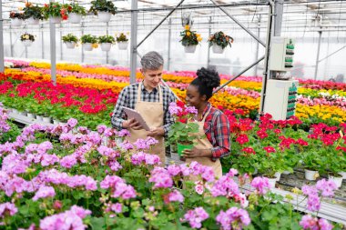 İki farklı sera çalışanı çeşitli renklerde canlı çiçeklerle çevrili bir saksı bitkisini tartışıyor..