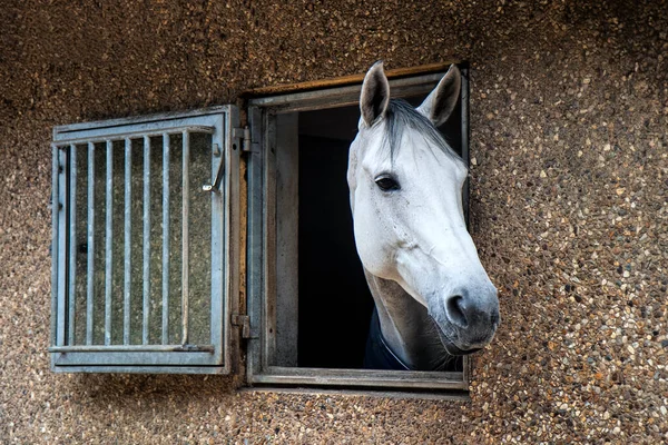 Лошадь Смотрит Окна Конюшни Стоковое Фото