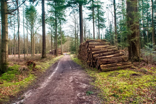 Timber Piles Forest Dirt Road — Stock Photo, Image
