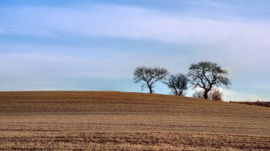 Aydınlık bir günde tepede çıplak ağaçlar. Panorama