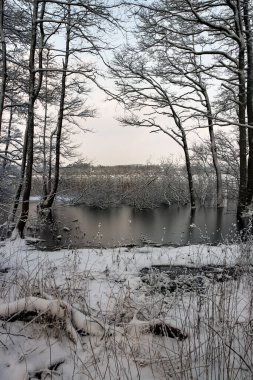 Danimarka Silkeborg 'da donmuş bir göldeki ağaçlar