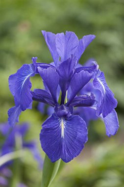 Mor İris 'e yakın çekim. Arkaplan karardı