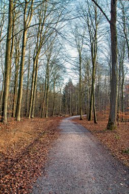 Danimarka Silkeborg yakınlarındaki bir ormanda toprak yol.