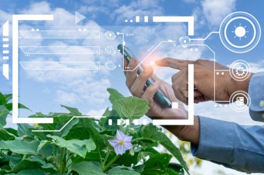 Patlıcanları tohum bitkisinden önce patlıcanların kalitesini kontrol etmek için ellerinde göster. Gelecekteki tarım kavramı. Modern teknolojileri tarımda kullanan akıllı tarım..