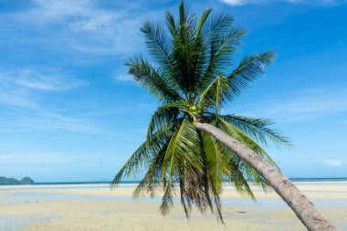 Koh Phangan tropikal cennet adasındaki beyaz kumsalda Hindistan cevizi ağacı, dünyanın en güzel kumsalı.
