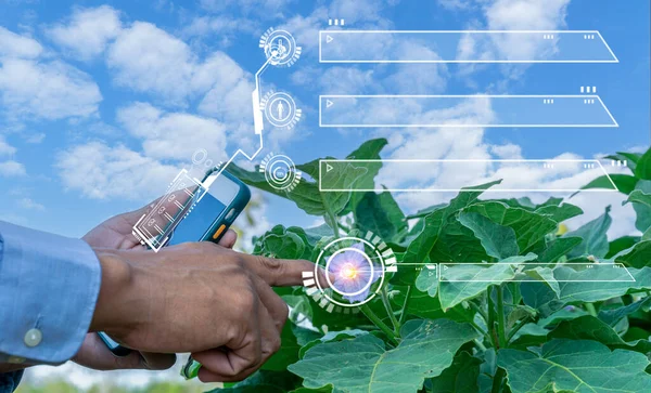 stock image Farmers are inspecting eggplant flowers in the garden. to see completeness through modern technology systems Agricultural science and technology concept