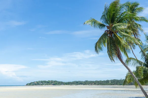 科潘甘热带天堂岛上 世界上最美丽的海滩 白沙滩上的棕榈树椰子树 — 图库照片