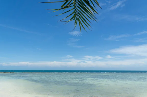 Φοινικόδεντρο Καρύδα Λευκή Άμμο Παραλία Στο Koh Phangan Τροπικός Παράδεισος Royalty Free Εικόνες Αρχείου