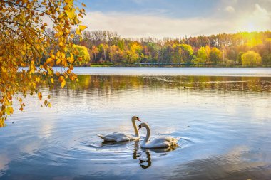 Polonya 'nın sonbahar parkında gölette iki kuğu.