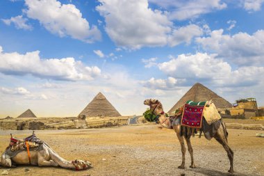 Gün batımında Giza 'da piramitlerin yanında dinlenen develer, Mısır