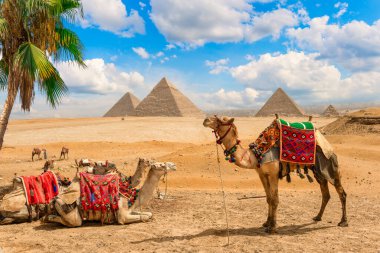 Mısır 'daki piramitlerin yakınındaki Giza çölünde palmiye ağaçlarının altında dinlenen develer.