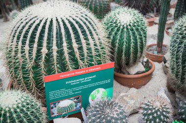 Doku yeşili dikenli kaktüs, yakın plan, güzel arka plan. Güneşli havalarda yoğun büyüyen kaktüsler Afrika kıtasında yetişir. Görünmeyen çok keskin dikenler. Ev dekoru