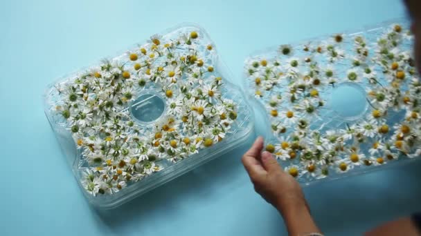 Drying Medicinal Herbs Chamomile Inflorescences Dryer Vegetables Woman Collecting Drying — Stok Video