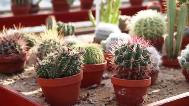 Collection Various Succulents Plants Colored Pots Potted Cactus House Plants — Stockvideo