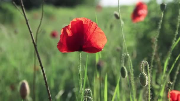 Открытый Бутон Красного Цветка Мака Поле Дикий Цветочный Луг Цветами — стоковое видео