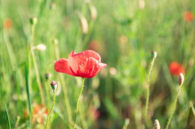Tarlada kırmızı haşhaş çiçeği tomurcuğu var. Çiçekli yabani çiçek çayırları gelincikler ve kır çiçekleriyle yazın karşı karşıya. Dağlık kırların güneşli ve güneşli havası. Bulanık arkaplan.