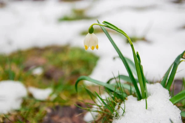 春に白花を咲かせます 雪の中で優しい白い雪の花の成長 美しい春の自然の背景 早春の季節のコンセプト — ストック写真