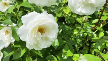 Doğada beyaz gül ağacı çiçekleri. Çiçek açan beyaz gül yaprakları, yakın plan. Bahar çiçeklerinde güneş ışığı ve gölge. Tatil, aşk, doğum günü tasarım arkaplanı