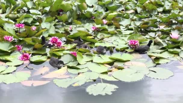 Water Lily Pond Beautiful Leaves Water Lily Water Pink Water — Stock videók