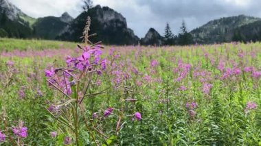 Pembe kır çiçekleri dağlarda sallanıyor. Gül çiçekleri Fireweed, Ivan çayı, Ivan Chaya. Pembe Çiçekli Sally Fireweed ya da İvan Çayı Bir Yaz Günü Otların Arasında.