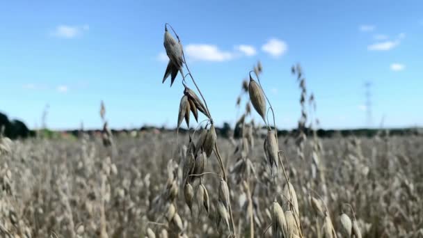 Zblízka Pšenice Žita Ovesných Uší Mírném Větru Zlaté Pšeničné Pole — Stock video