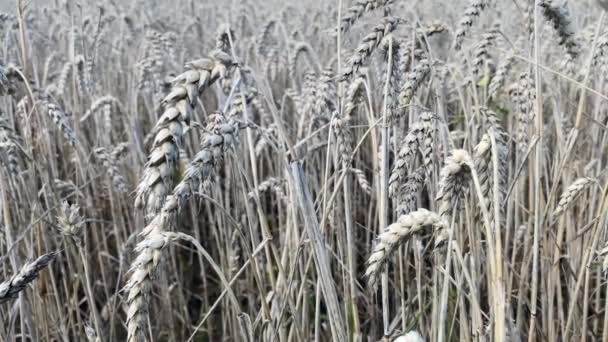 Close Wheat Rye Oats Ears Light Wind Golden Wheat Field — Stock videók
