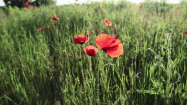 Tarlada kırmızı haşhaş çiçeği tomurcuğu var. Çiçekli yabani çiçek çayırları gelincikler ve kır çiçekleriyle yazın karşı karşıya. Dağlık kırların güneşli ve güneşli havası. Bulanık arkaplan.