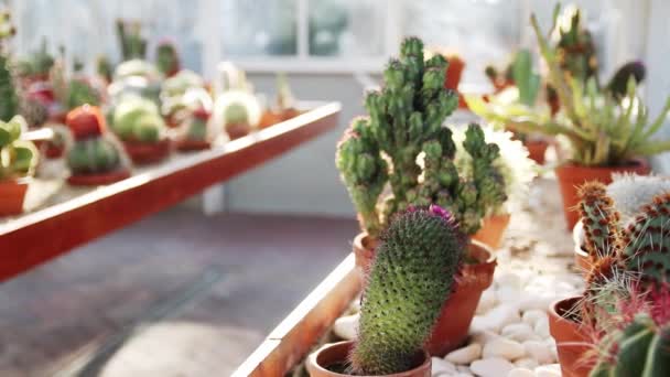 Collection Various Succulents Plants Colored Pots Potted Cactus House Plants — 图库视频影像